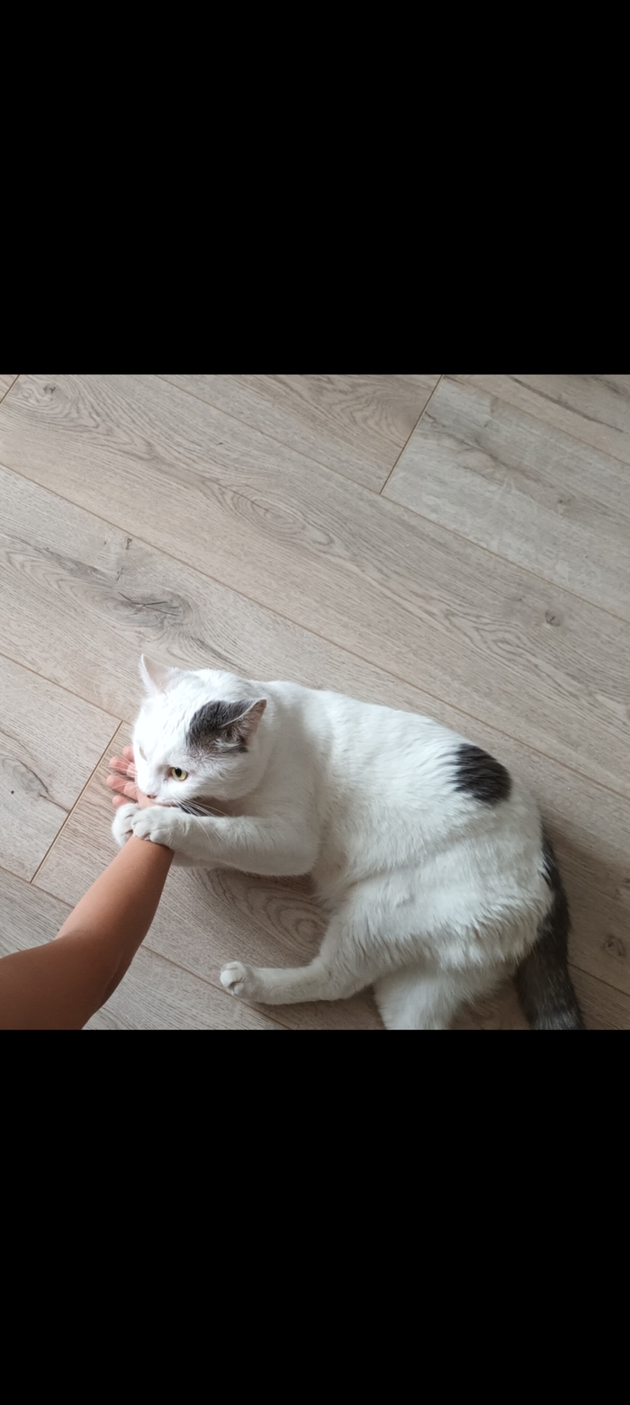 кот арбузер