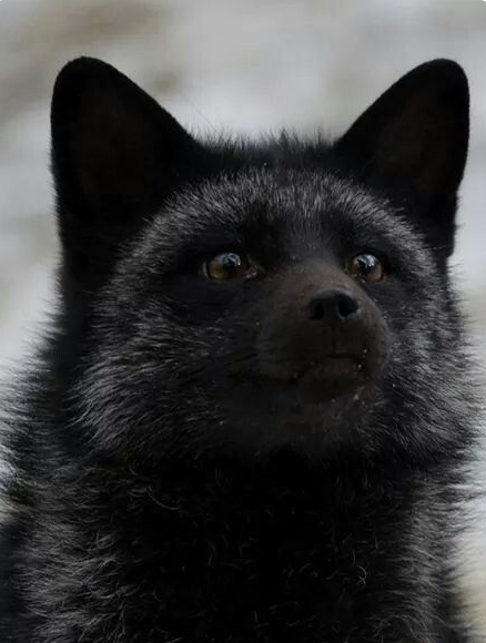 Black Fox Lives Matter (BFLM) , 