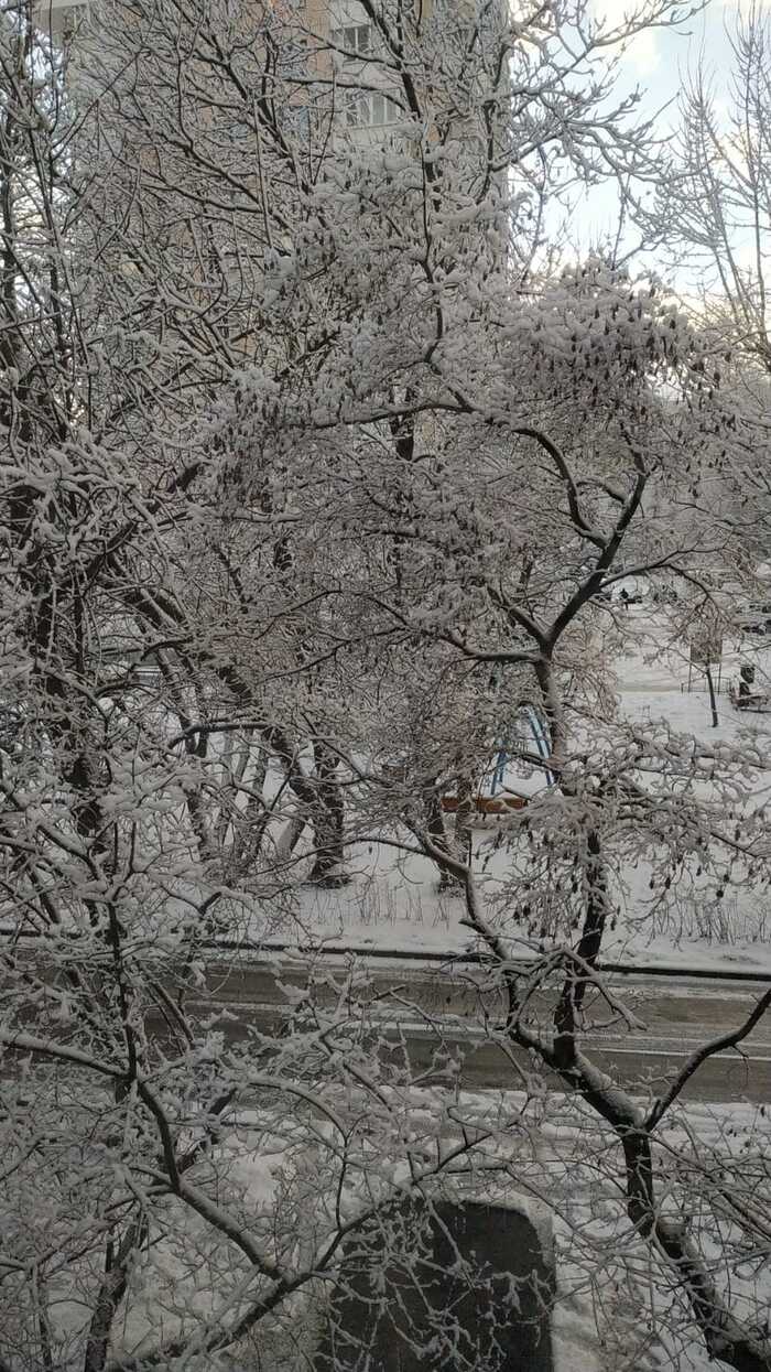 Чудо 31 декабря. Еще 30 было серо и сыро, а на Новый Год природа подарила такую прелесть!