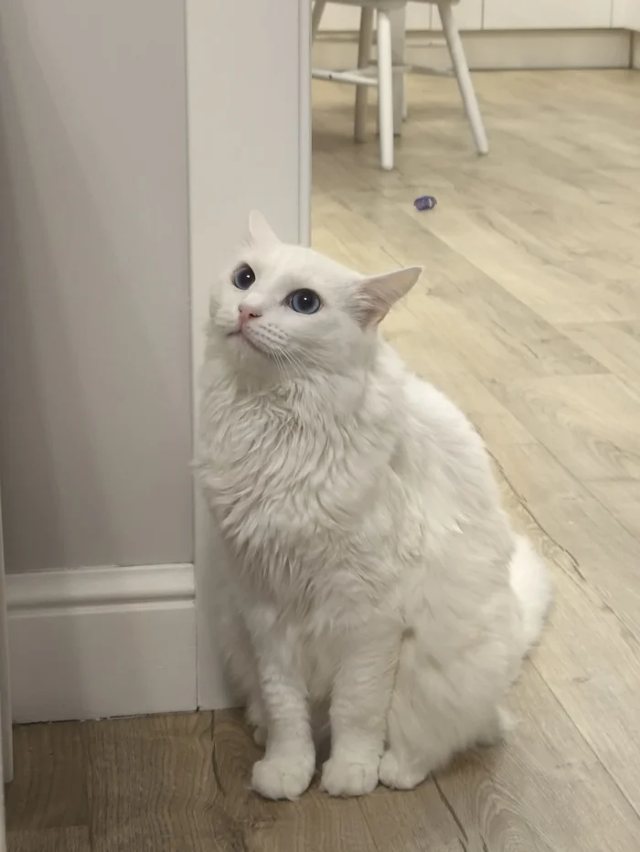 My cat learned to go into hyperspace - My, cat, Pet the cat, Fluffy, Pets, Cat lovers, Longpost