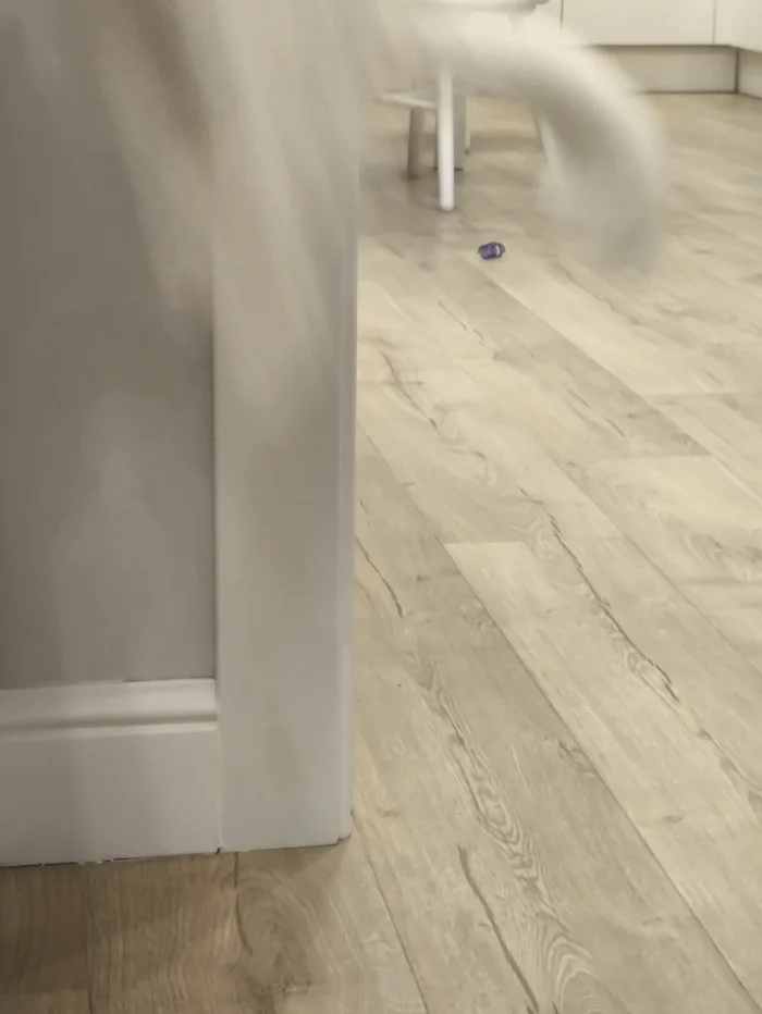 My cat learned to go into hyperspace - My, cat, Pet the cat, Fluffy, Pets, Cat lovers, Longpost