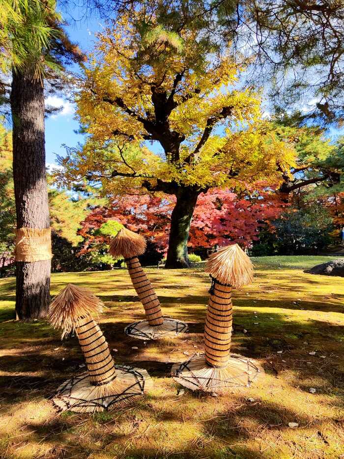 В Токио снега нет, к сожалению...