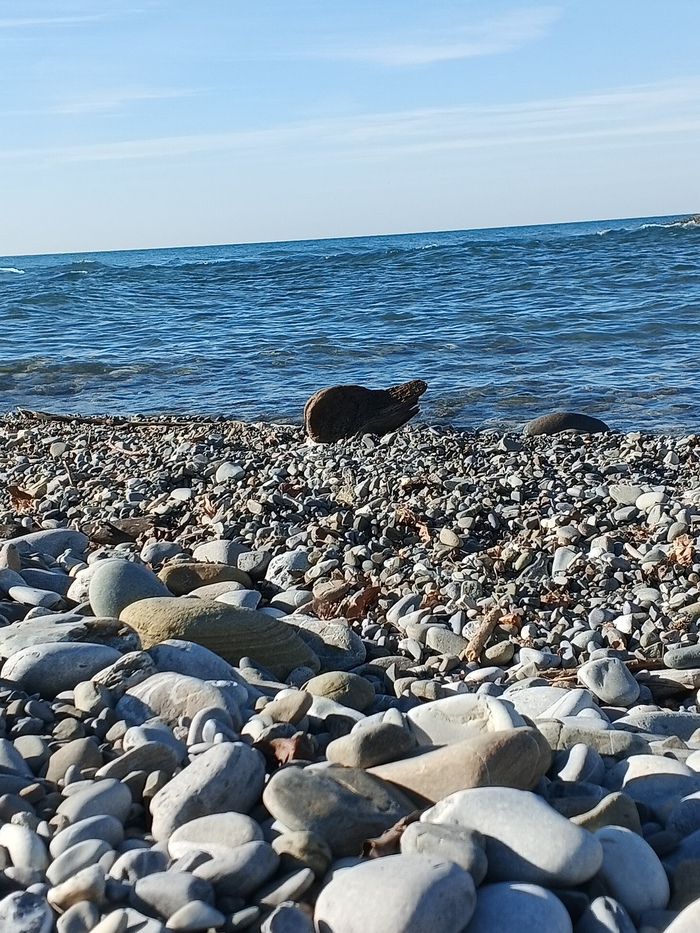 Бобёр курва!