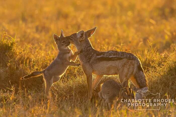 Приветствие