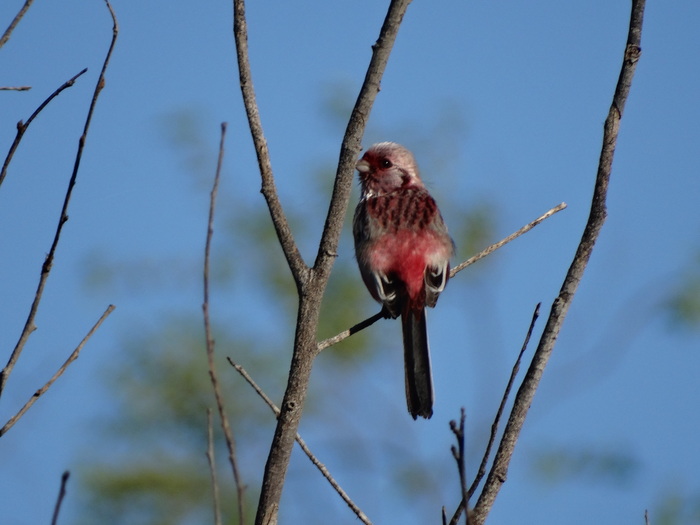 Маленький друг природы