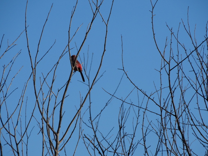 Одинокий рейнджер
