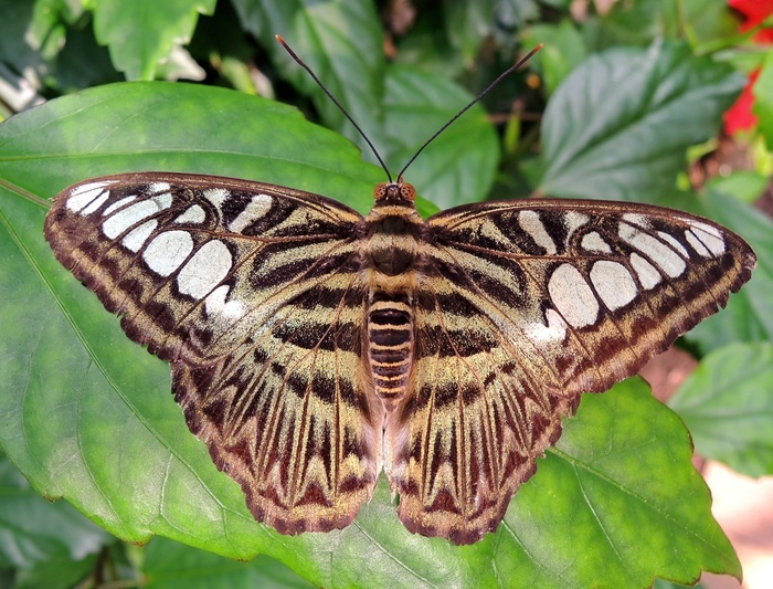 Впервые была описана в 1776 году голландским энтомологом Питером Крамером. Размером примерно с женскую ладонь. Я сфотографировала ее в саду бабочек неподалеку от голландского города Амерсфорт.