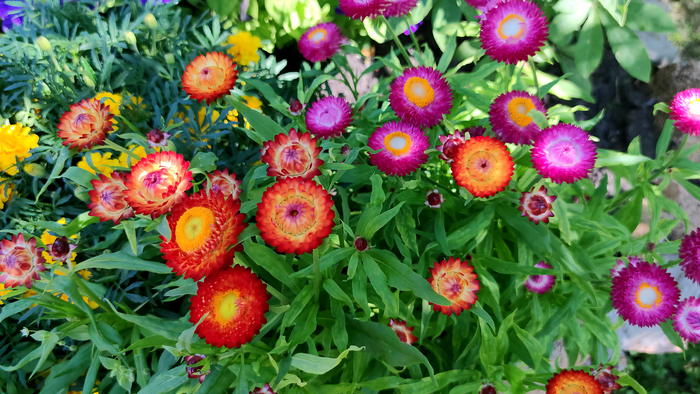 Гелихризум (Helichrysum)