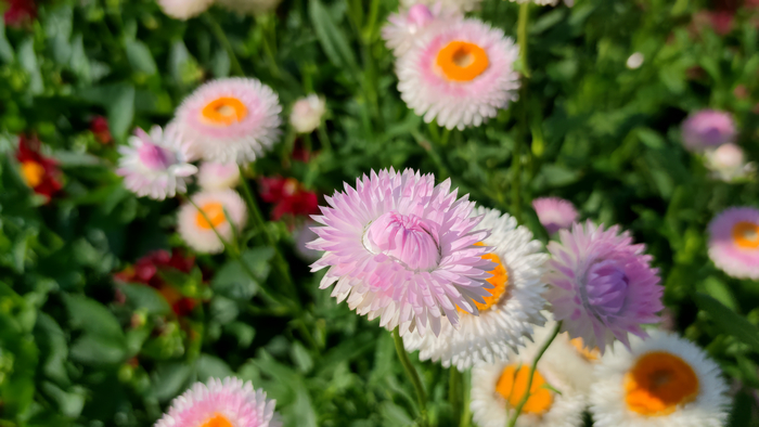 Гелихризум (Helichrysum)
