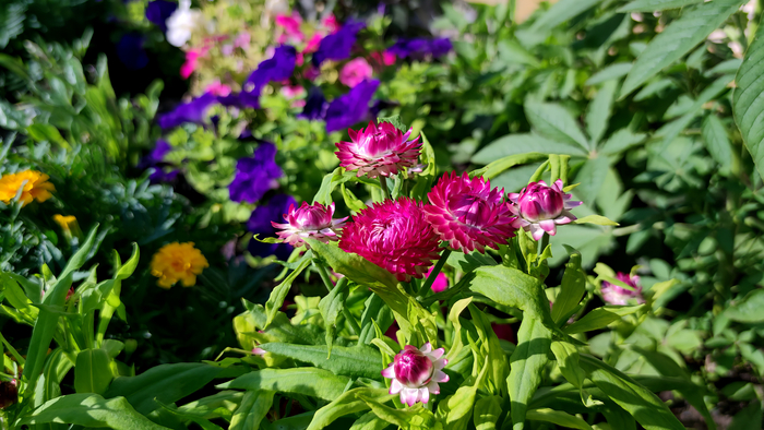 Гелихризум (Helichrysum)