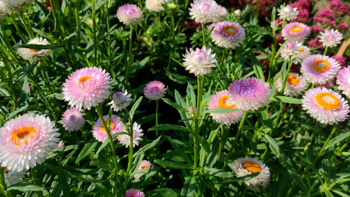 Гелихризум (Helichrysum)
