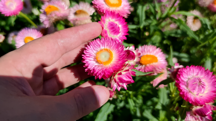 Гелихризум (Helichrysum)