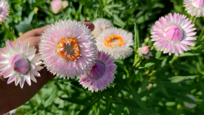 Гелихризум (Helichrysum)