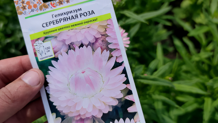 Гелихризум (Helichrysum)