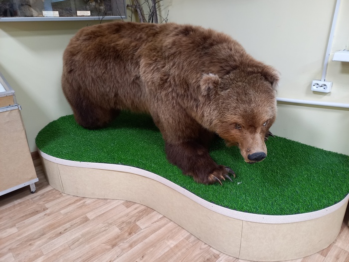 А это хозяин камчатского леса, ежегодно на полуострове происходит несколько встреч человека с медведем которые оканчиваются трагедией для людей.