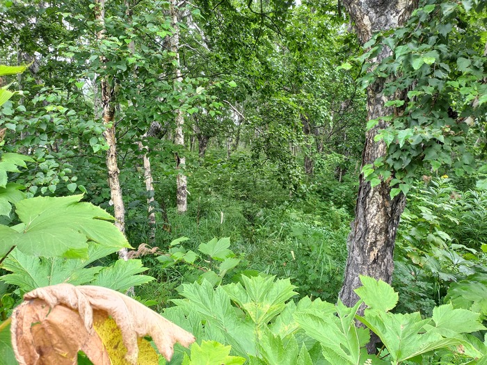 Маленький кусочек камчатского леса.