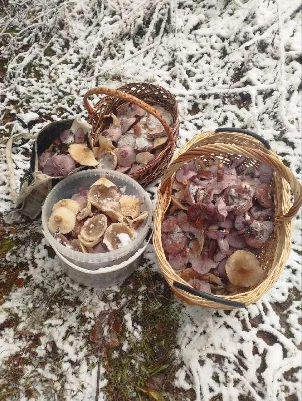 Reply to the post Winter Photo Contest on Pikabu - New Year, Peekaboo, Competition, Tucked away in 2024, The photo, A wave of posts, Reply to post, Silent hunt, Mushrooms, Winter