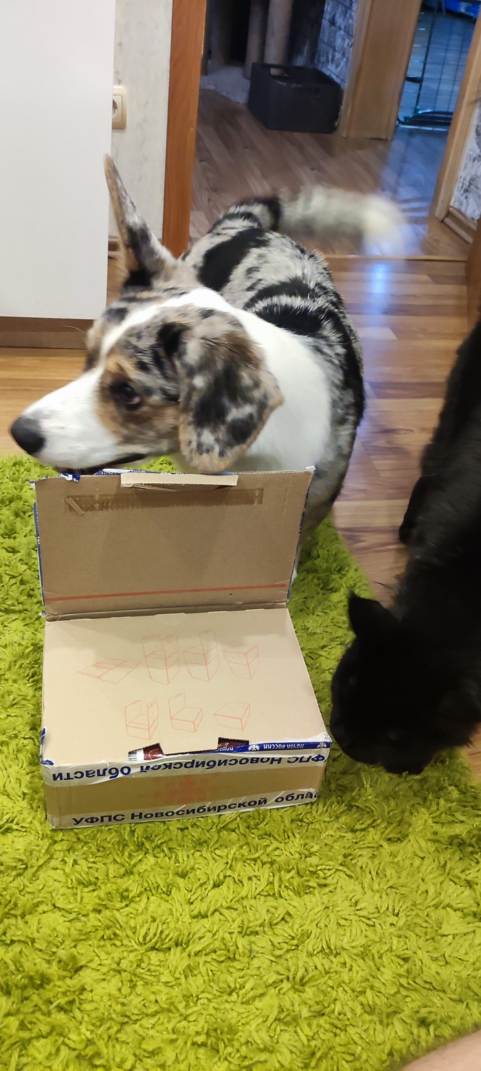 Обязательная проверка с помощью специально обученных животных