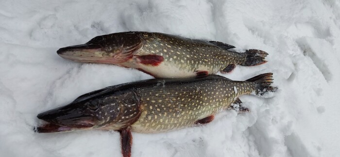 Сделаю фаршированную щуку)