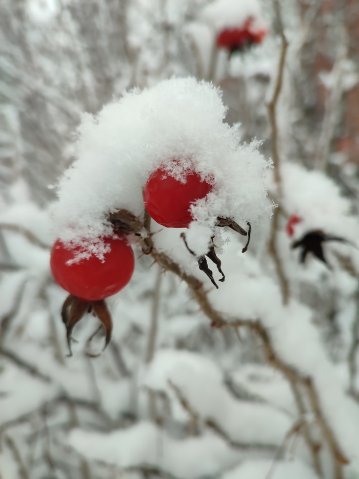 Ответ на пост «Конкурс зимних фотографий на Пикабу»
