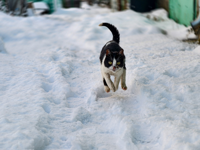 ������ ����