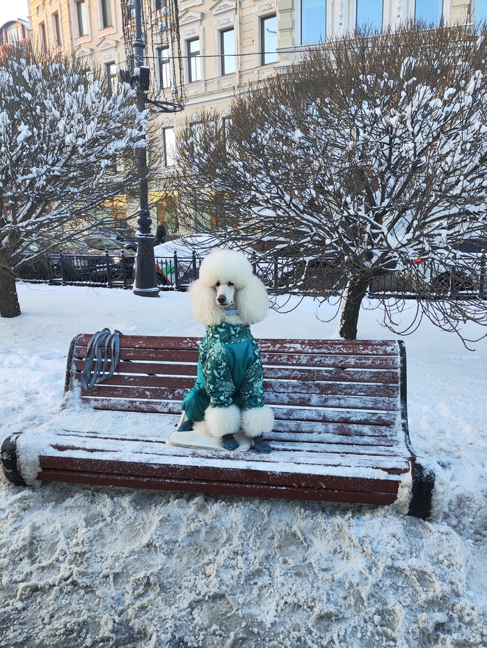 Модный пудель