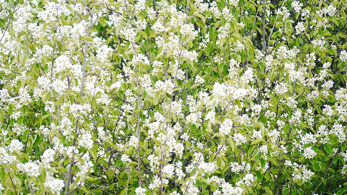 Довела весна до кипения...