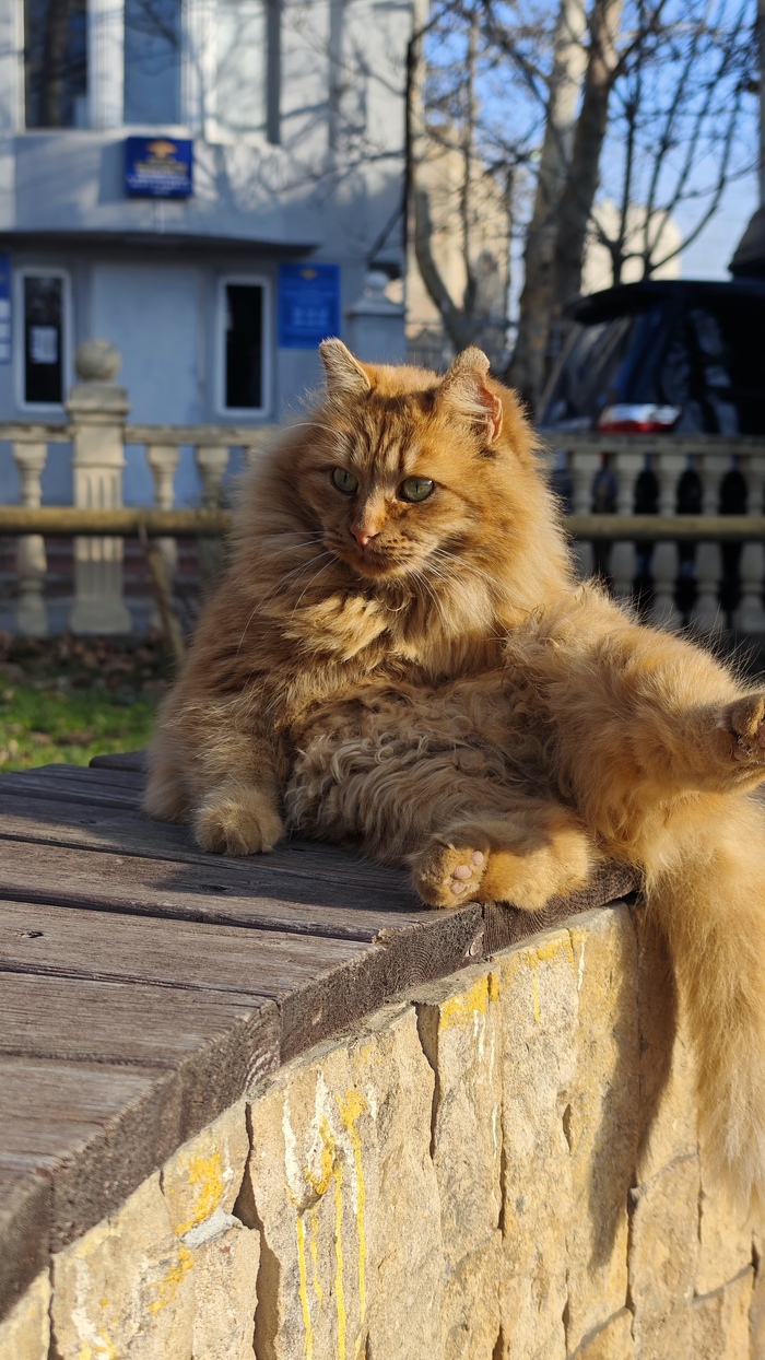 Просто котик