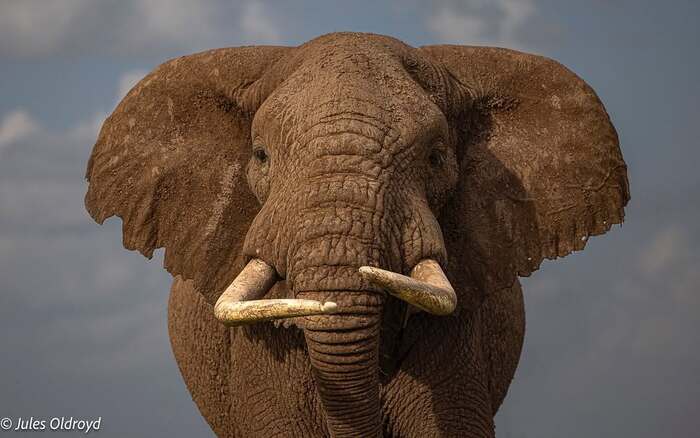 Портрет слона