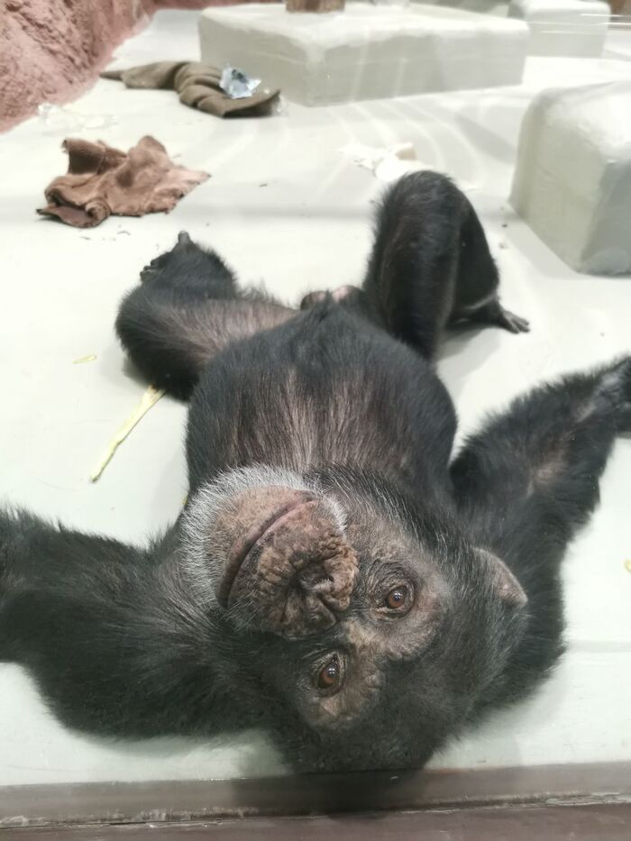 В зоопарке Ижевска. Господа и дамы, помогите опознать лапочку на фото! Зоолог из меня никакой