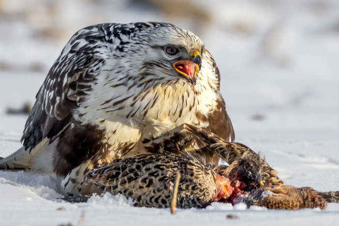  (Buteo lagopus)      ,   , , , ,   , ,  