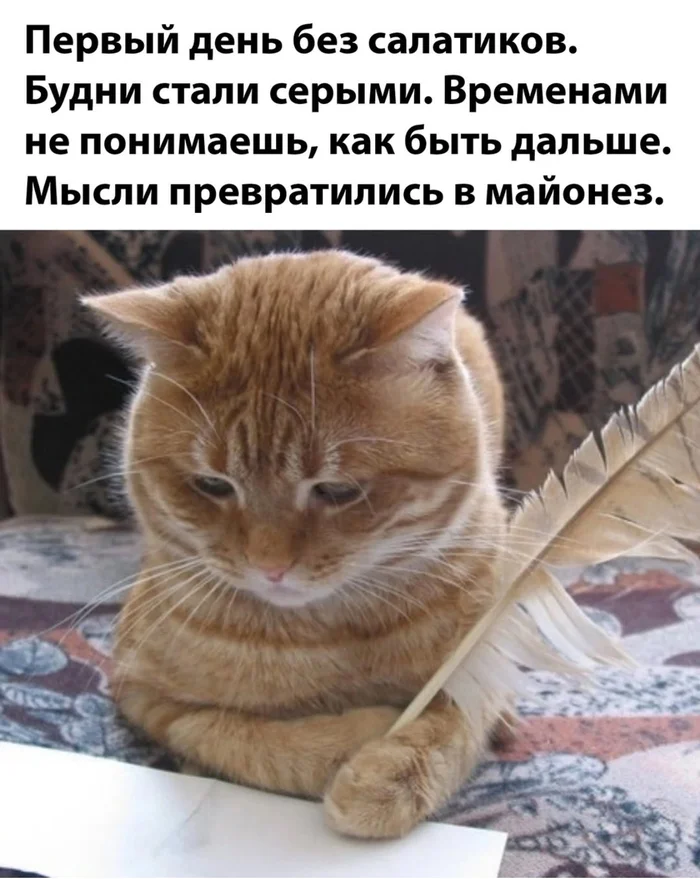 It was the first week without Olivier salad and aspic - cat, Memes, Funny animals, Humor, Laughter (reaction), Fat cats, Funny lettering, Picture with text, Pet the cat, Sad humor, Fluffy