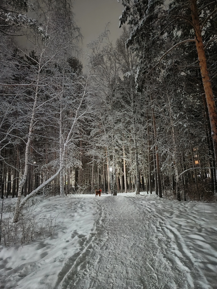 Ночь, улица, фонарь, собаня.