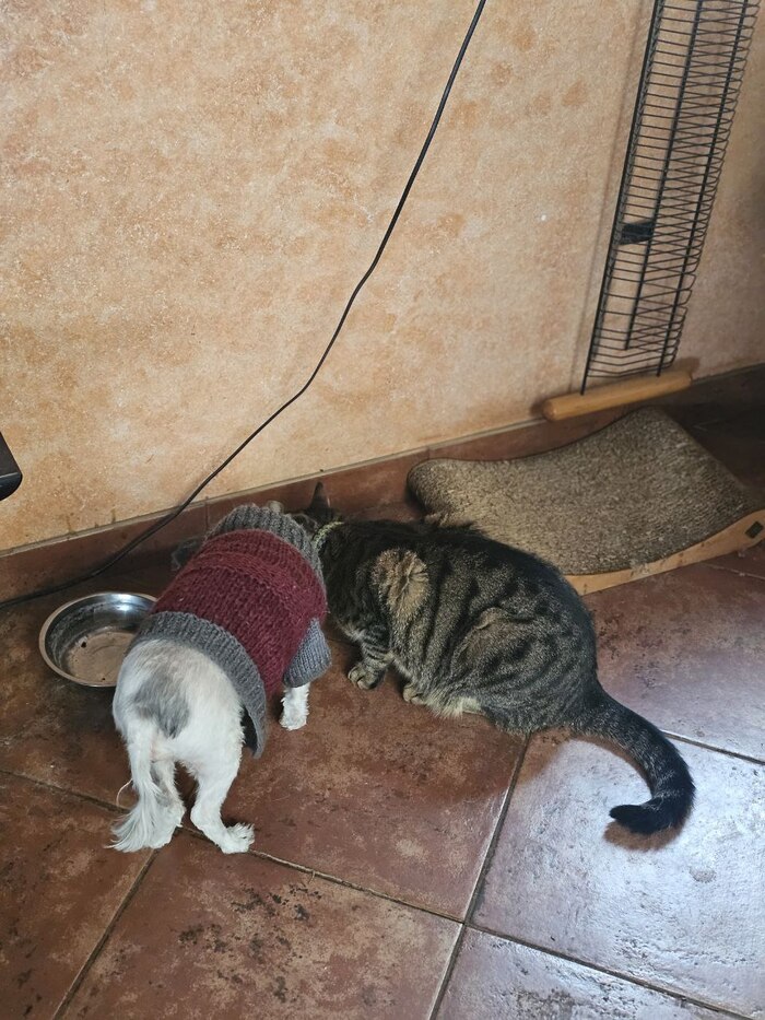 Кот в собачей стае