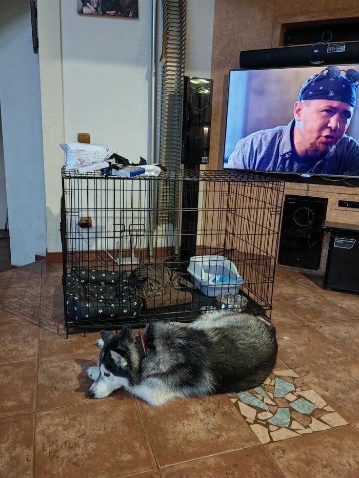 Кот в собачей стае