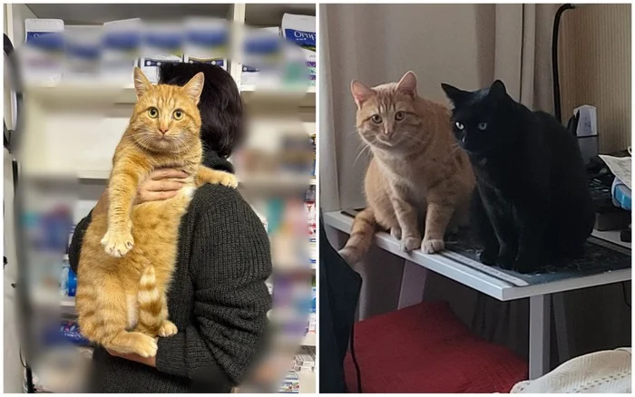 There were a few and they became a few from the animals I saved - My, cat, It Was-It Was, Dacha, Winter, Longpost, Animal Rescue