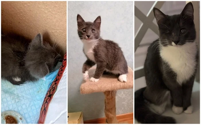 There were a few and they became a few from the animals I saved - My, cat, It Was-It Was, Dacha, Winter, Longpost, Animal Rescue