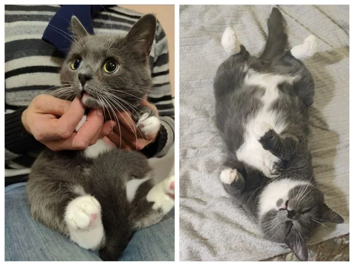 There were a few and they became a few from the animals I saved - My, cat, It Was-It Was, Dacha, Winter, Longpost, Animal Rescue