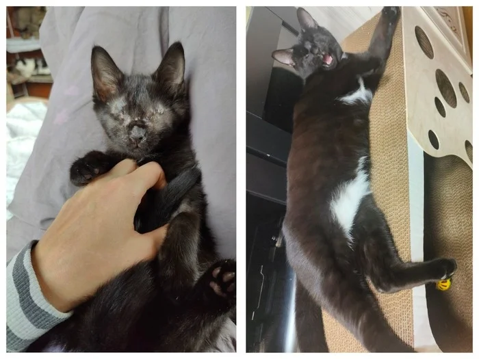 There were a few and they became a few from the animals I saved - My, cat, It Was-It Was, Dacha, Winter, Longpost, Animal Rescue