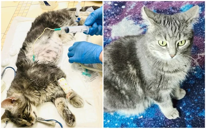 There were a few and they became a few from the animals I saved - My, cat, It Was-It Was, Dacha, Winter, Longpost, Animal Rescue