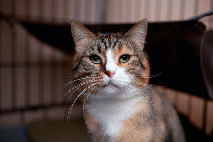 The Amazing Story of Dolly the Cat Whom Her Owner Wanted to Drown - My, Animal shelter, Murkosh shelter, cat, Moscow, In good hands, No rating, Help, The photo, Longpost, Found a home
