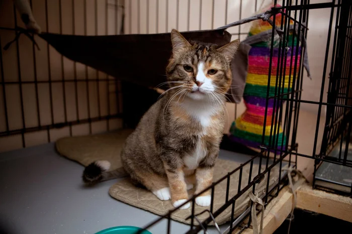 The Amazing Story of Dolly the Cat Whom Her Owner Wanted to Drown - My, Animal shelter, Murkosh shelter, cat, Moscow, In good hands, No rating, Help, The photo, Longpost, Found a home