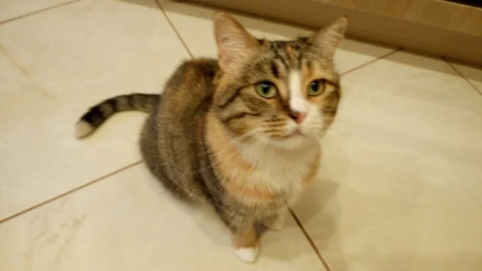 The Amazing Story of Dolly the Cat Whom Her Owner Wanted to Drown - My, Animal shelter, Murkosh shelter, cat, Moscow, In good hands, No rating, Help, The photo, Longpost, Found a home