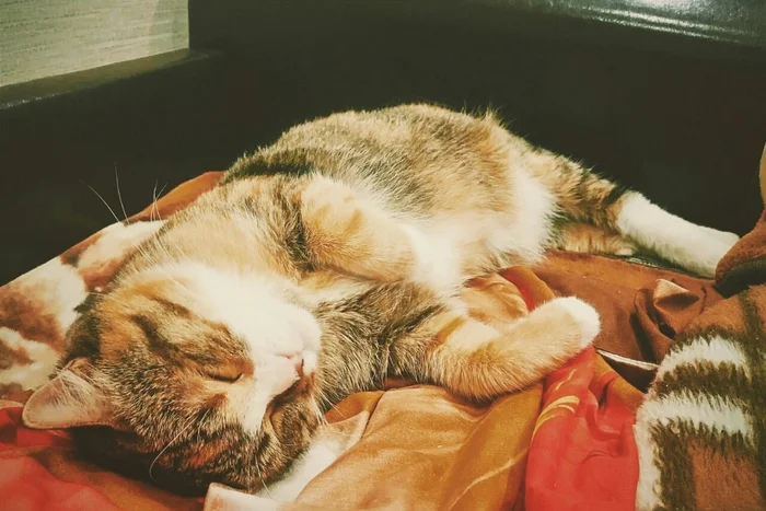 The Amazing Story of Dolly the Cat Whom Her Owner Wanted to Drown - My, Animal shelter, Murkosh shelter, cat, Moscow, In good hands, No rating, Help, The photo, Longpost, Found a home