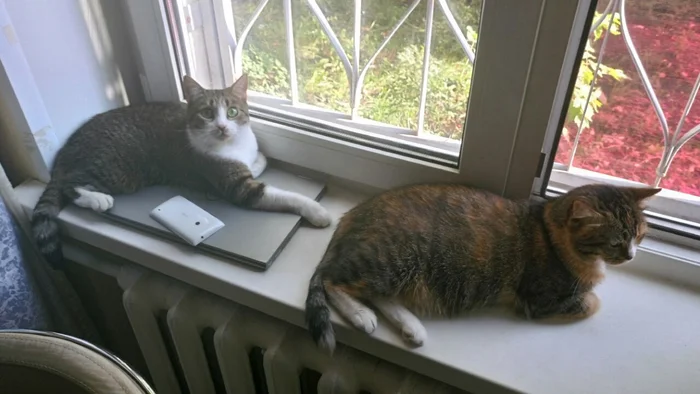 The Amazing Story of Dolly the Cat Whom Her Owner Wanted to Drown - My, Animal shelter, Murkosh shelter, cat, Moscow, In good hands, No rating, Help, The photo, Longpost, Found a home