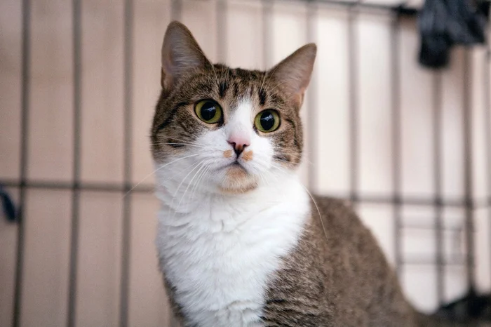 The Amazing Story of Dolly the Cat Whom Her Owner Wanted to Drown - My, Animal shelter, Murkosh shelter, cat, Moscow, In good hands, No rating, Help, The photo, Longpost, Found a home