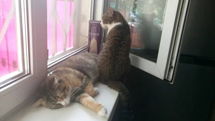 The Amazing Story of Dolly the Cat Whom Her Owner Wanted to Drown - My, Animal shelter, Murkosh shelter, cat, Moscow, In good hands, No rating, Help, The photo, Longpost, Found a home