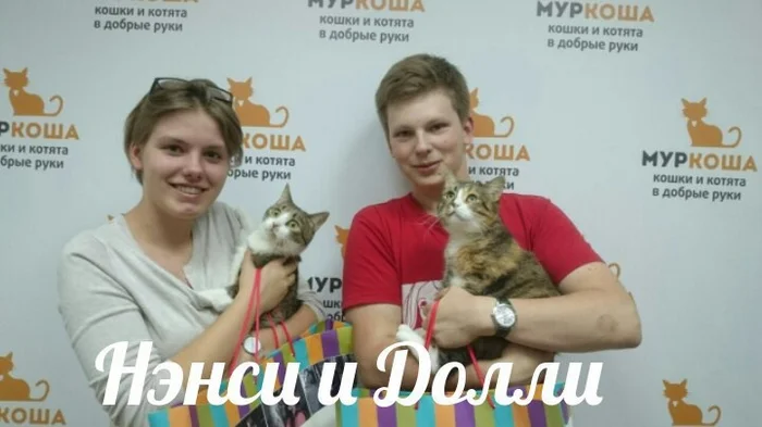 The Amazing Story of Dolly the Cat Whom Her Owner Wanted to Drown - My, Animal shelter, Murkosh shelter, cat, Moscow, In good hands, No rating, Help, The photo, Longpost, Found a home
