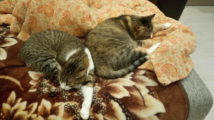 The Amazing Story of Dolly the Cat Whom Her Owner Wanted to Drown - My, Animal shelter, Murkosh shelter, cat, Moscow, In good hands, No rating, Help, The photo, Longpost, Found a home