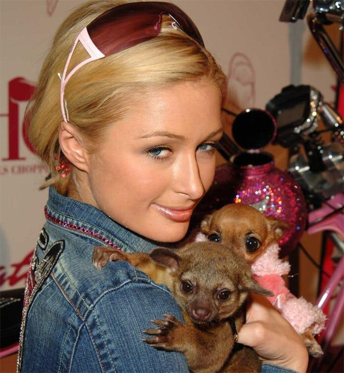 Звезды и их питомцы